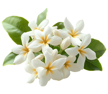 FRANGIPANI